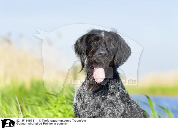 Deutsch Drahthaar im Sommer / German wirehaired Pointer in summer / IF-14678