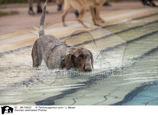 Deutsch Drahthaar / German wirehaired Pointer / JM-19922