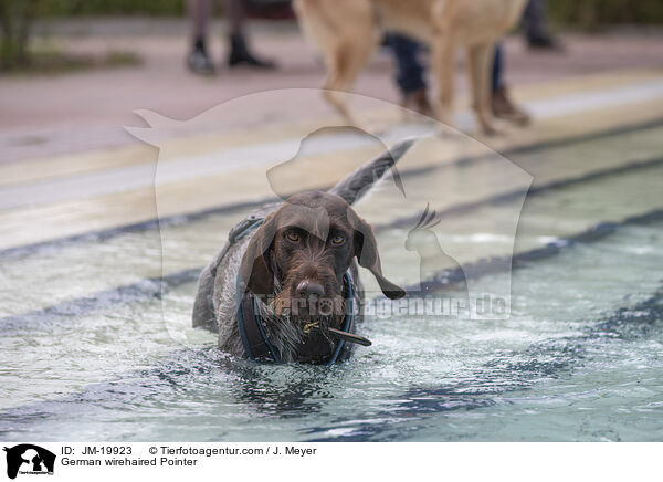 Deutsch Drahthaar / German wirehaired Pointer / JM-19923