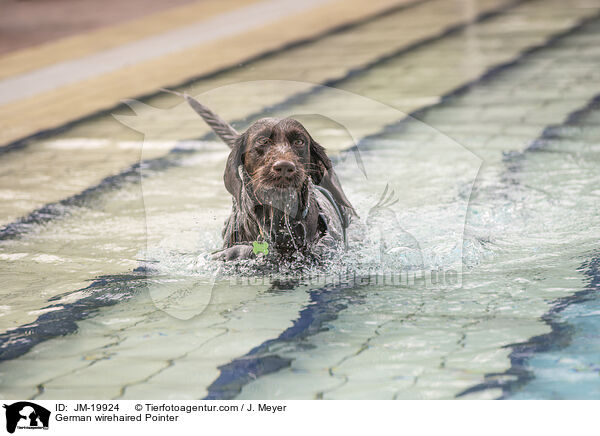 Deutsch Drahthaar / German wirehaired Pointer / JM-19924