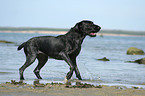 playing German Wirehaired Pointer