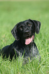 German Wirehaired Pointer