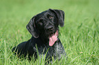 German Wirehaired Pointer