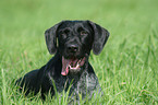 German Wirehaired Pointer