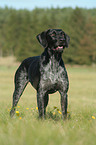 German wirehaired Pointer