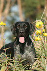 German wirehaired Pointer