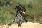 German wirehaired Pointer