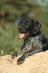 German wirehaired Pointer