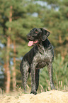 German wirehaired Pointer