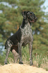 German wirehaired Pointer