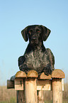 lying German Wirehaired Pointer