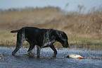 German wirehaired Pointer