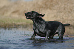 German Wirehaired Pointer