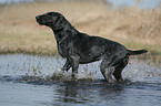 German Wirehaired Pointer