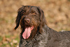 German Wirehaired Portrait