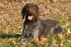 lying German Wirehaired Pointer