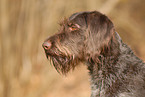 German Wirehaired Portrait