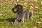 lying German Wirehaired Pointer