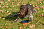 eating German wiredhaired Pointer