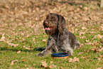 eating German wiredhaired Pointer