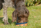 eating German wiredhaired Pointer