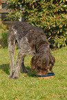 eating German wiredhaired Pointer