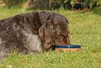 eating German wiredhaired Pointer