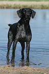 German wirehaired Pointer