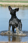 German wirehaired Pointer