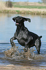 German wirehaired Pointer