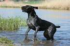 German wirehaired Pointer