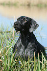 German wirehaired Pointer