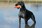 German wirehaired Pointer