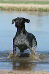 German wirehaired Pointer