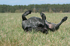 German wirehaired Pointer