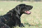 German wirehaired Pointer