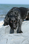 German wirehaired Pointer