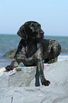 German wirehaired Pointer