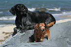 German wirehaired Pointer