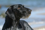 German wirehaired Pointer