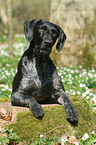 German Wirehaired Pointer