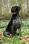 German Wirehaired Pointer