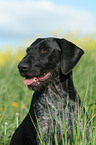 German Wirehaired Pointer