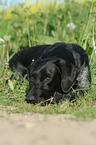 German Wirehaired Pointer