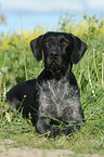 German Wirehaired Pointer