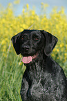 German Wirehaired Pointer