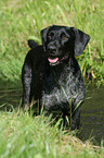 bathing German wirehaired Pointer