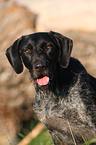 German wirehaired Portrait