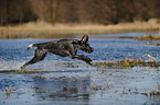 running German wirehaired Pointer