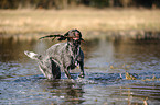 playing German wirehaired Pointer